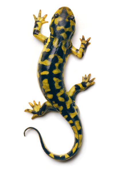 1183634580_tiger_salamander1.jpg
