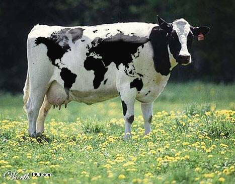 world_cow.jpg