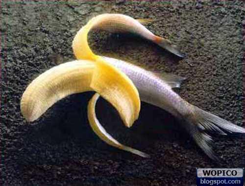 wm_Banana_fish_1_.jpg