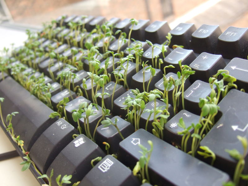 800px_Cress_keyboard_3_sprouting_other_side.jpg