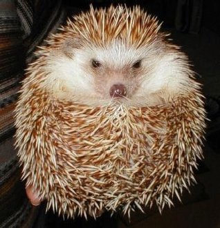 hedgehog_01_780515.jpg