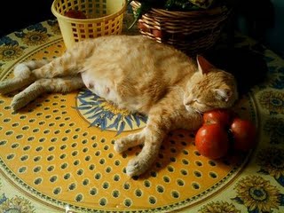 pregnant_cat1.jpg