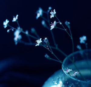 Flowers_in_my_soul_by_LonelyPierot.jpg