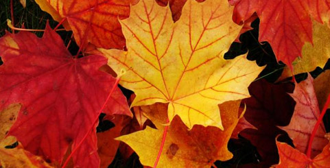 2col_lg_fall_leaves.jpg