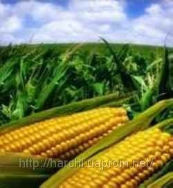 kukuruza.jpg