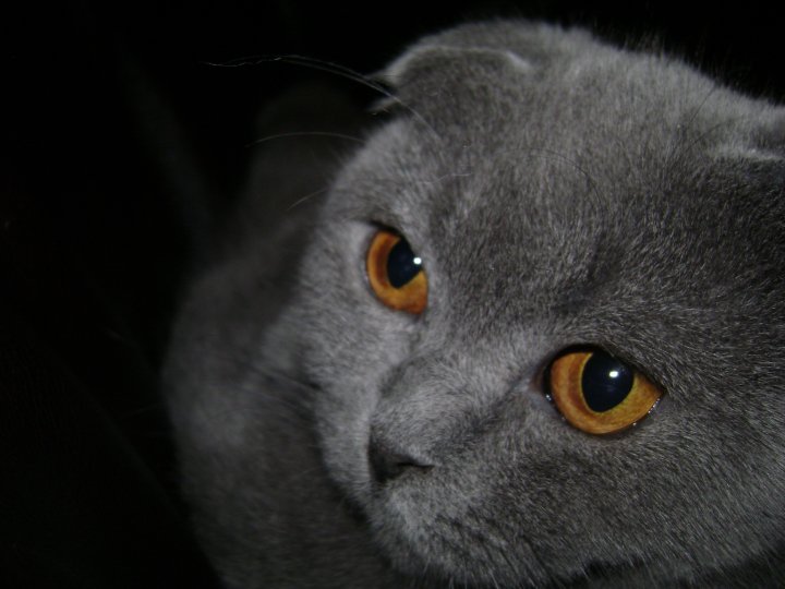 cat.jpg