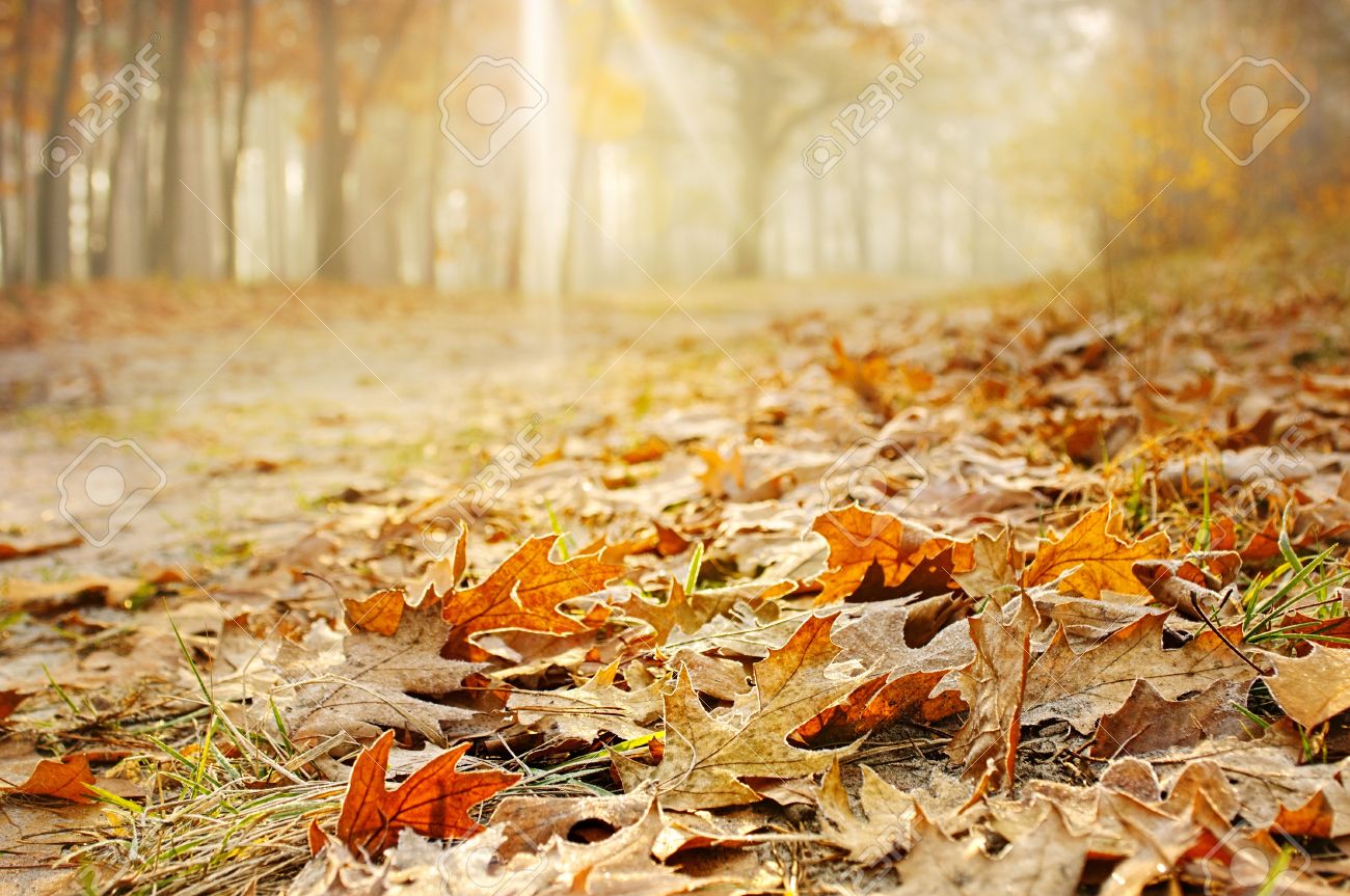 14980068_Dry_oak_leaves_on_the_ground_in_a_beautiful_autumn_forest_Stock_Photo.jpg