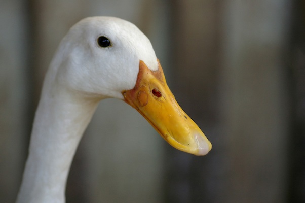 Duck.jpg