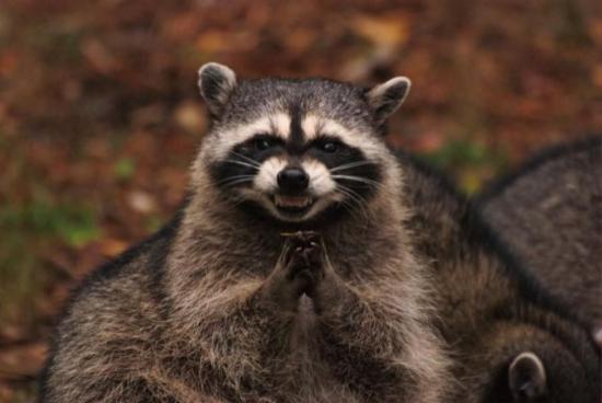 evil_raccoon.jpg