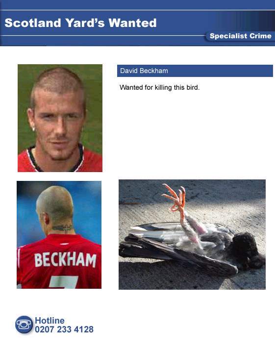 beckham.jpg