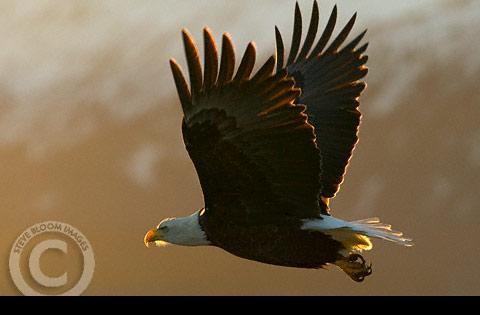 aquila_in_volo.jpg