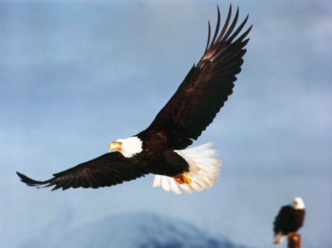 FlyingEaglen.jpg