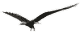 eagle3_1_.gif
