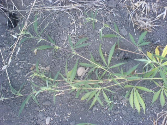 DSC00735.JPG