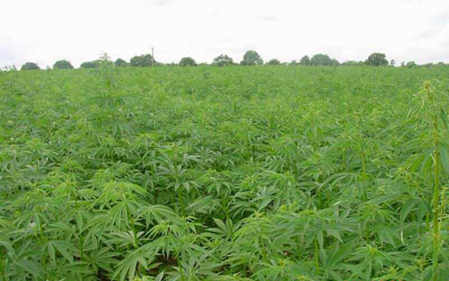 cannabis.jpg