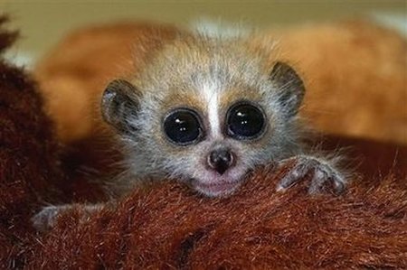 animals_52.jpg