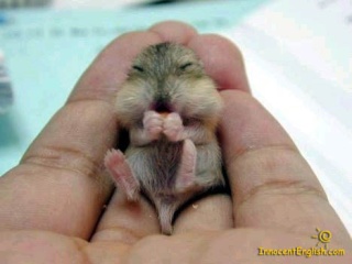 0cute_animals_1.jpg_thumb.jpg