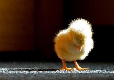 sad_baby_chick.jpg