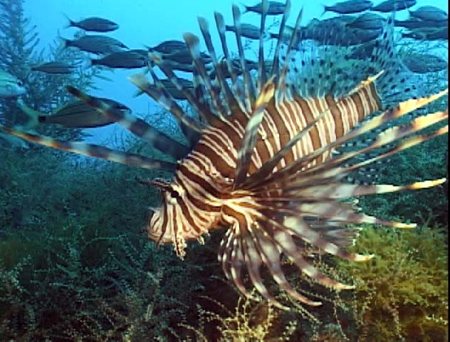 lionfish_atlanticocean.jpg