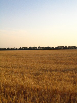 normal_IMG_3200.jpg