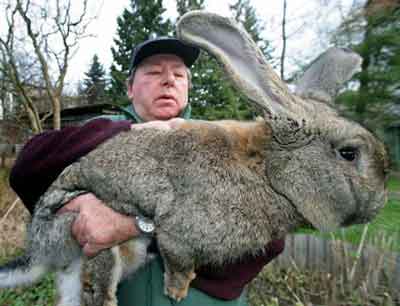 giant_rabbit2.jpg