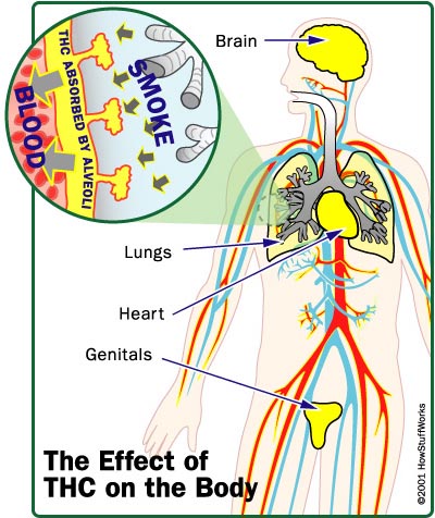 marijuana_effects.jpg