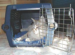 catcarrier2a.jpg