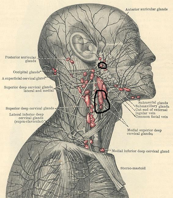 lymph_deeper_cun.jpg