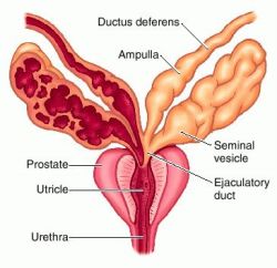 prostate.jpg