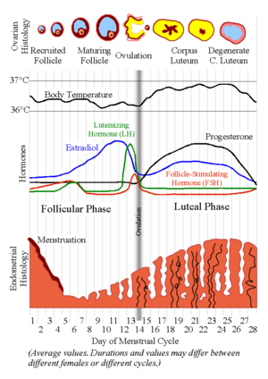 300px_MenstrualCycle2.png