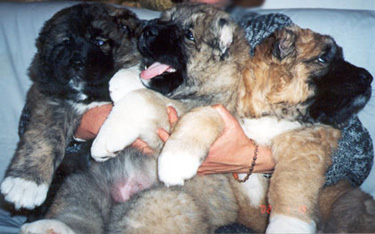 puppies1.jpg