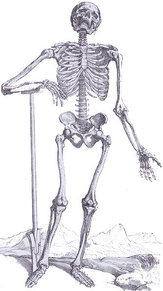 skeleton.JPG