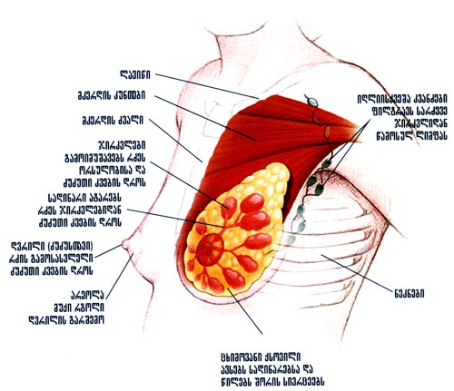 Mamologia_01.jpg
