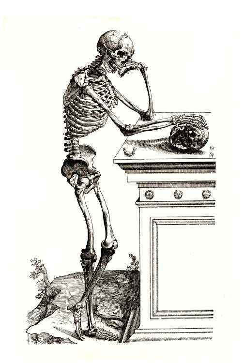 Vasalius_Skeleton750_40pct.jpg