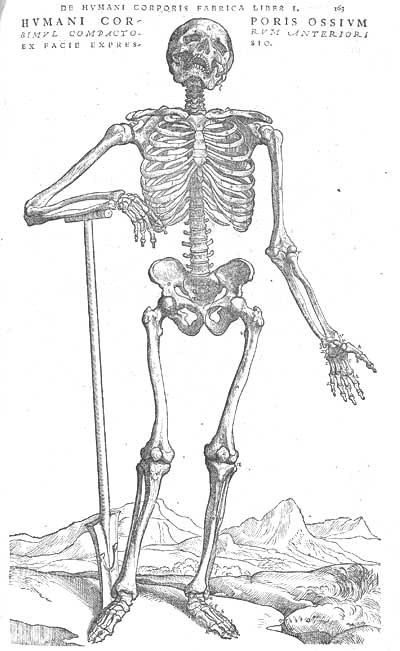 VesaliusSkeleton.jpg