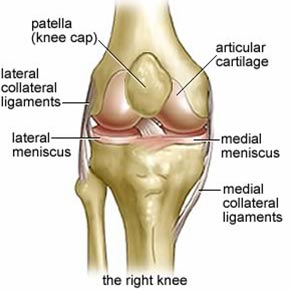 knee1.jpg