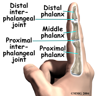 hand_finger_joint_anat01.jpg