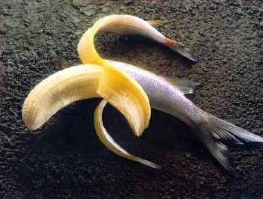 genetically_modified_food.jpg