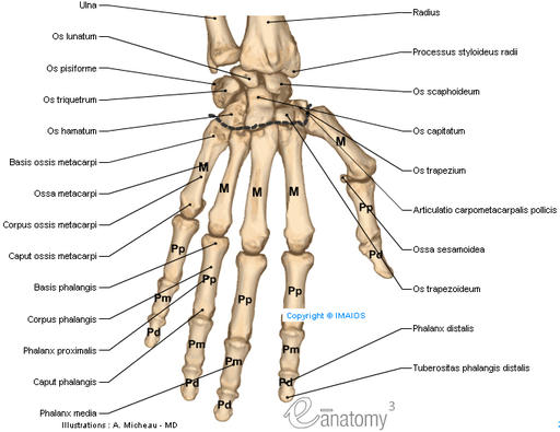 anatomy_bones_of_hand_en_medical512.jpg