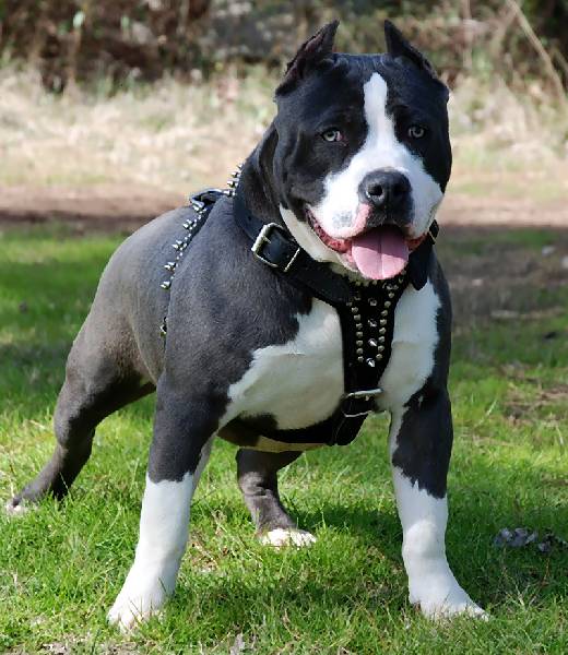 chuck3_pitbull.jpg