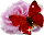 vardi1.gif