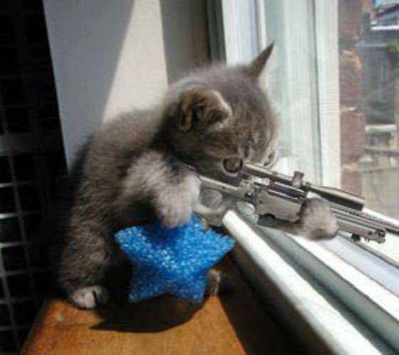sniper_cat.jpg