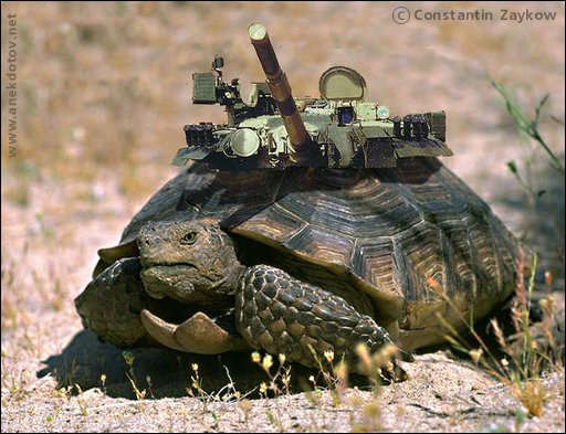 16z6cherepacha1xu5.jpg