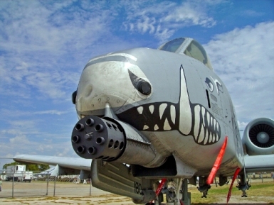 Wild_Pig__s_Snout_.jpg