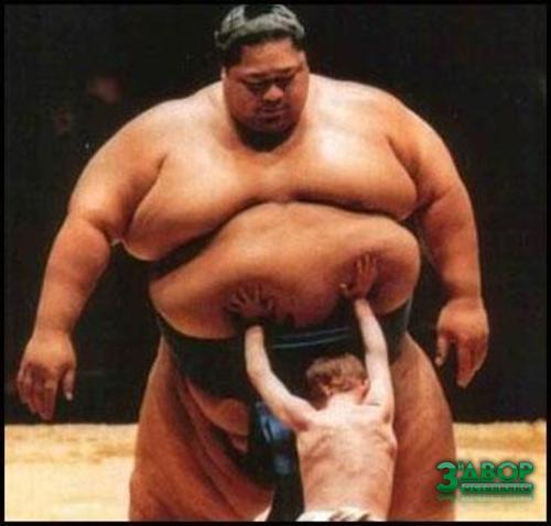 SUMO.jpg