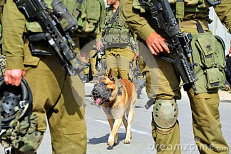 israeli_army_attack_dog_27684300.jpg