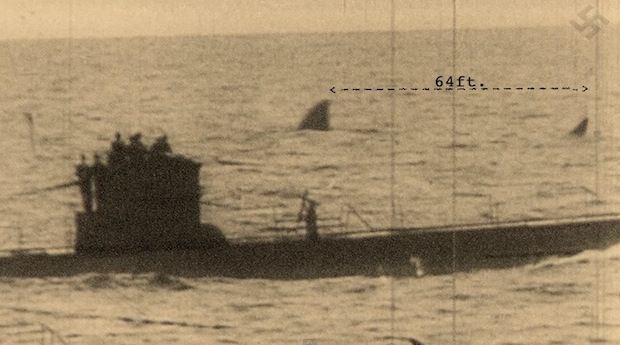 Megalodon.jpg