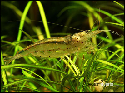 amano_shrimp_th.jpg