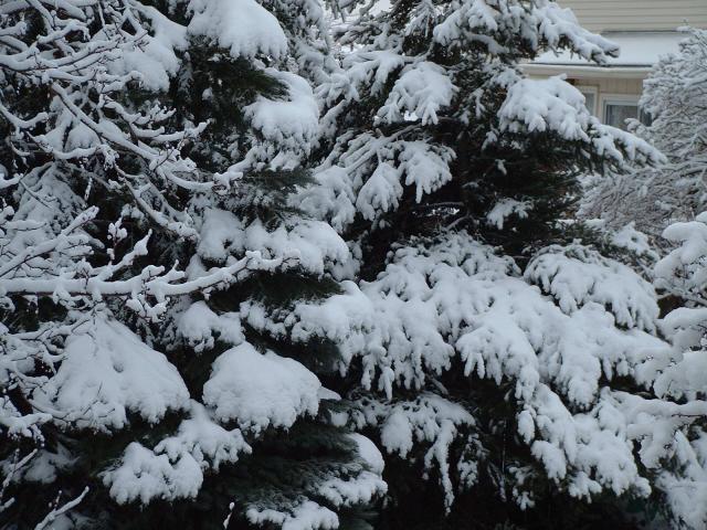 snow_on_trees_3.jpg