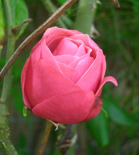 rose_3.jpg